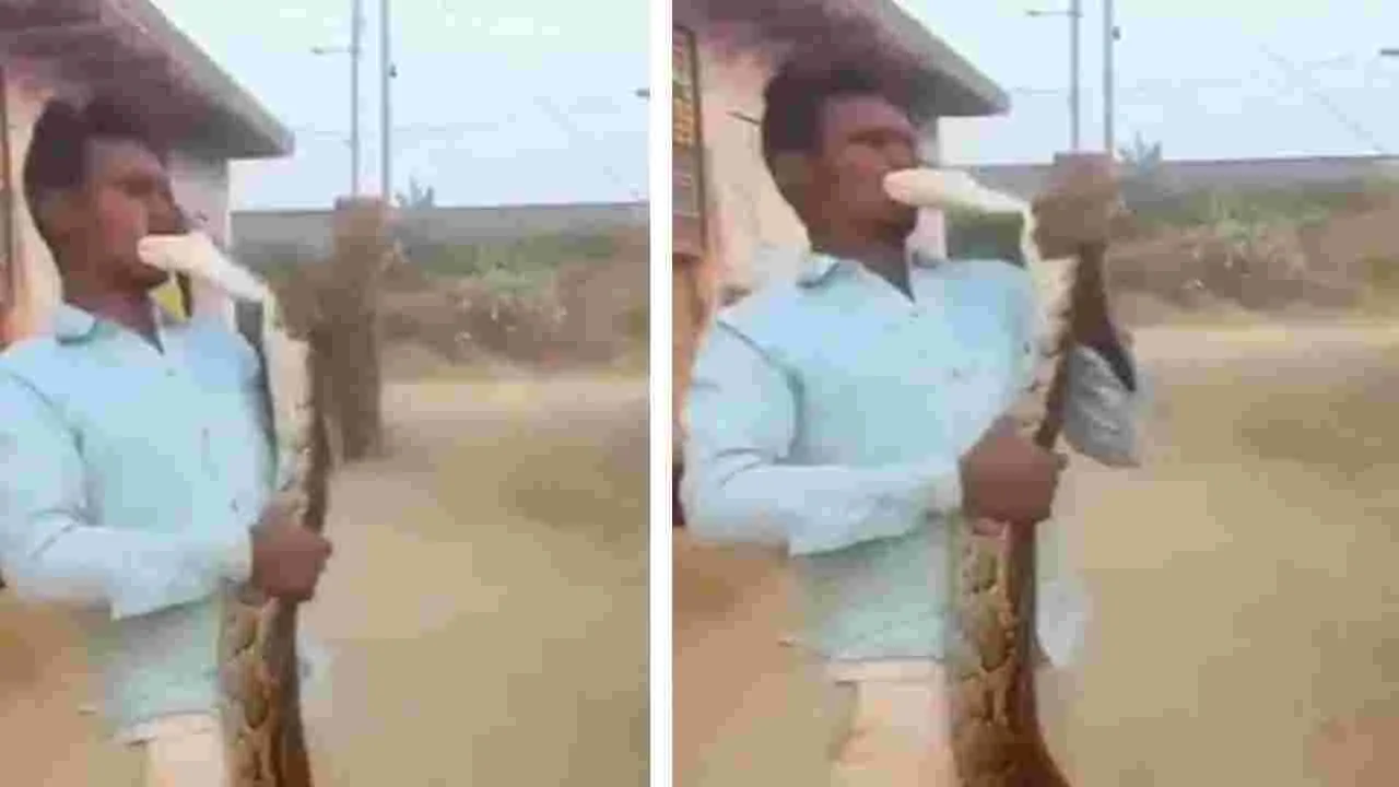 Viral Video: కొండచిలువతో అటలాడితే అలాగే ఉంటుంది.. ఆ వ్యక్తి పరిస్థితి ఏం జరిగిందో చూడండి.. 