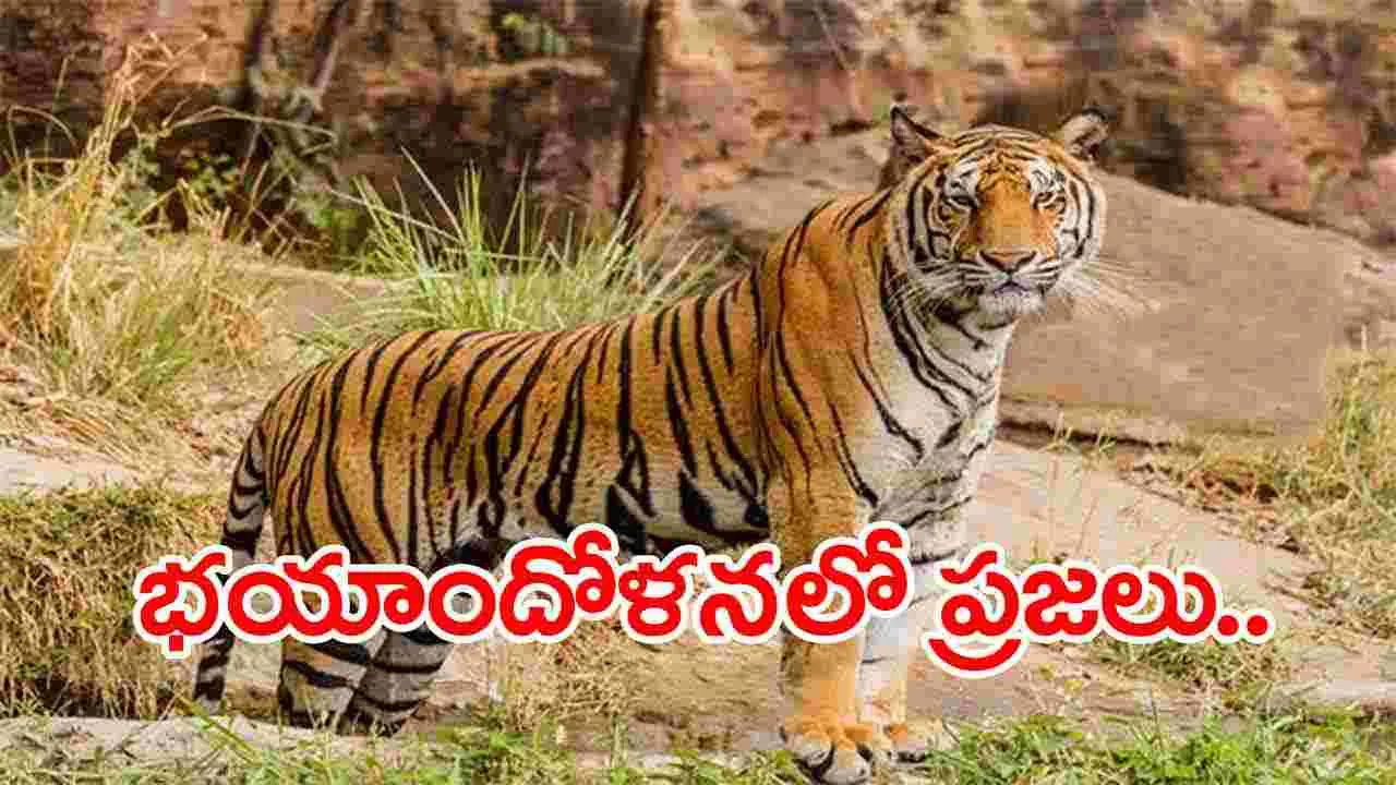 Tiger Hull Chal: ములుగు జిల్లాలో పెద్దపులి సంచారం.. భయాందోళనలో ప్రజలు