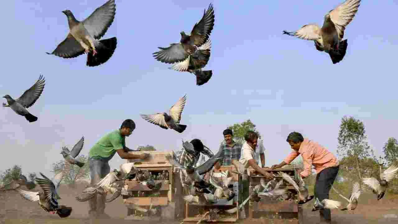 Pigeon Racing: పరిగిలో పావురాల రేసు