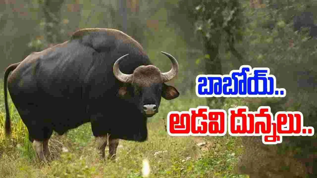 Anakapalli: జిల్లాలో వెలుగు చూసిన అరుదైన జంతు జాతి.. ఆందోళనలో ప్రజలు..