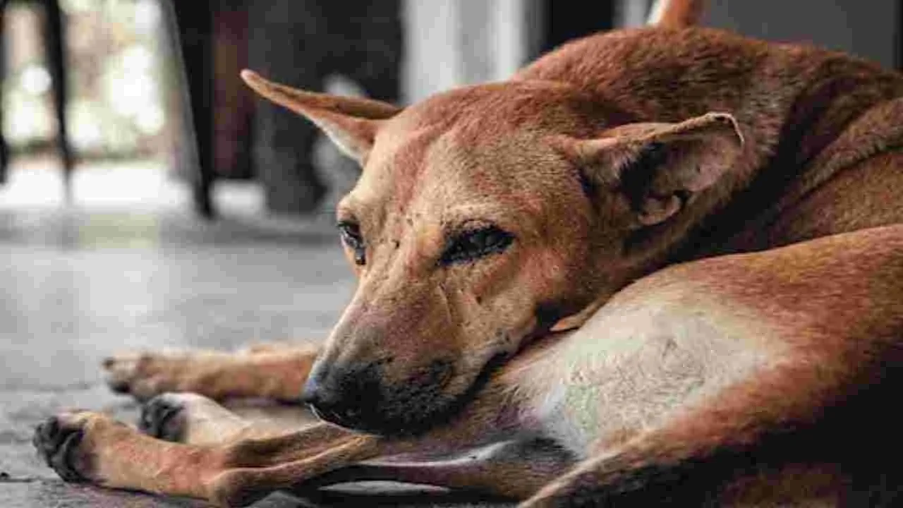 Street Dogs: ఫుట్‌బాల్‌ కోసం 30లక్షల వీధి కుక్కల హతం