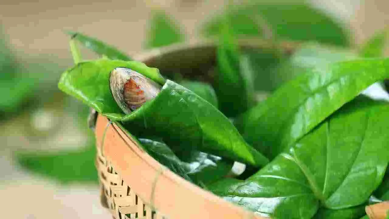 భోజనం తర్వాత తమలపాకులు తింటే ఏమవుతుందో తెలుసా.. 