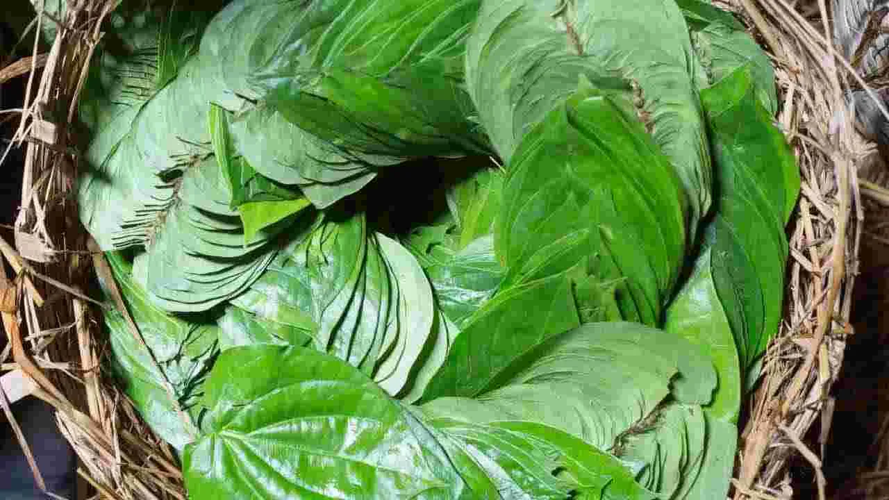 భోజనం తర్వాత తమలపాకులు తింటే ఏమవుతుందో తెలుసా.. 