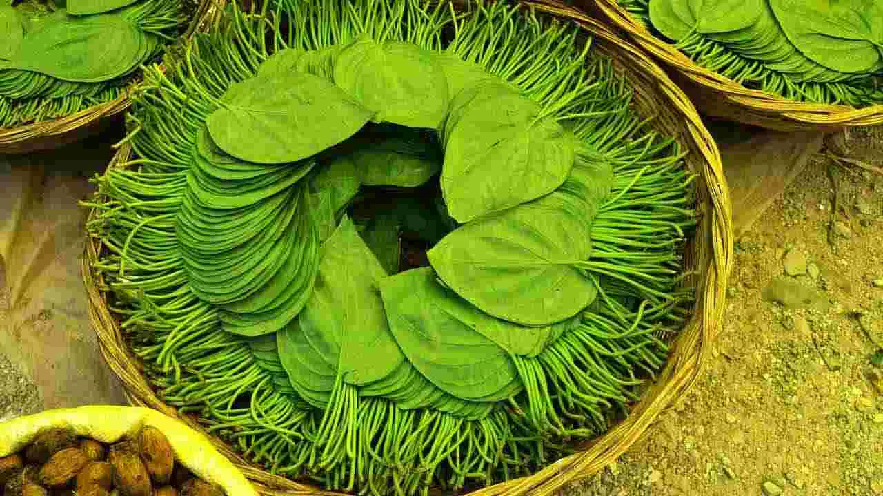 భోజనం తర్వాత తమలపాకులు తింటే ఏమవుతుందో తెలుసా.. 