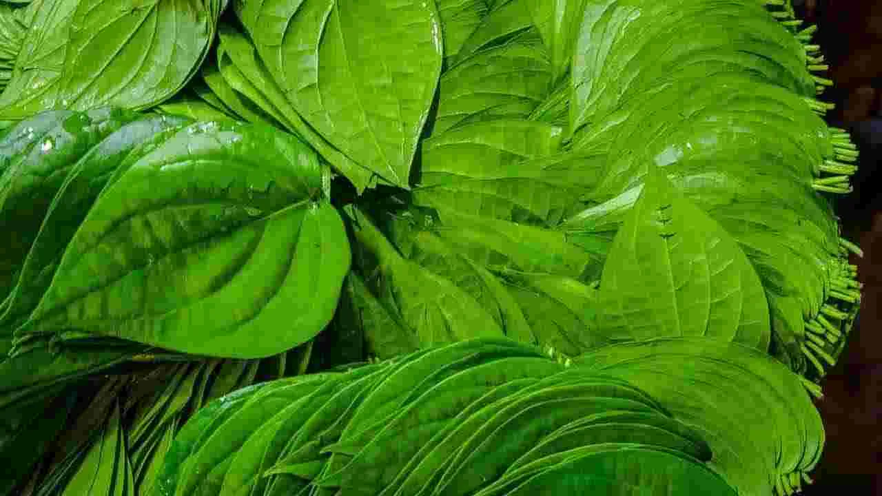 భోజనం తర్వాత తమలపాకులు తింటే ఏమవుతుందో తెలుసా.. 