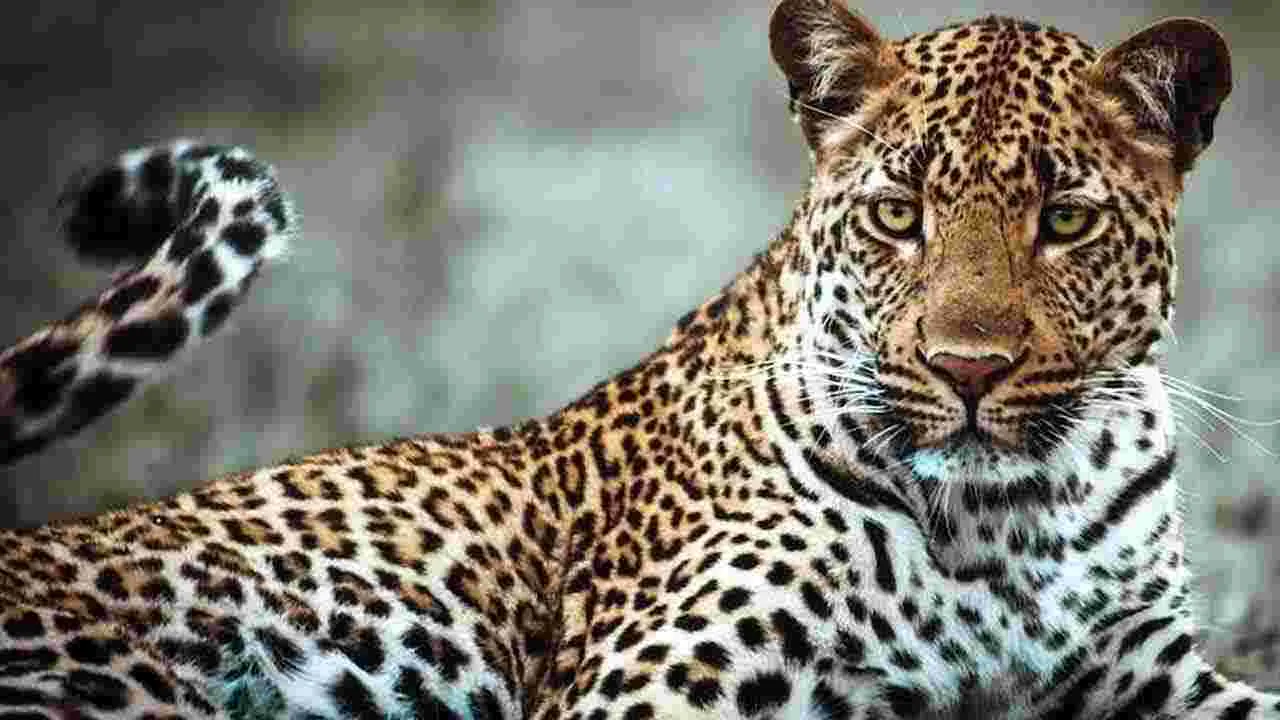 Leopard: ఆ జిల్లాను వణికిస్తున్న చిరుత పులులు.. తాజాగా ఏం జరిగిందంటే..