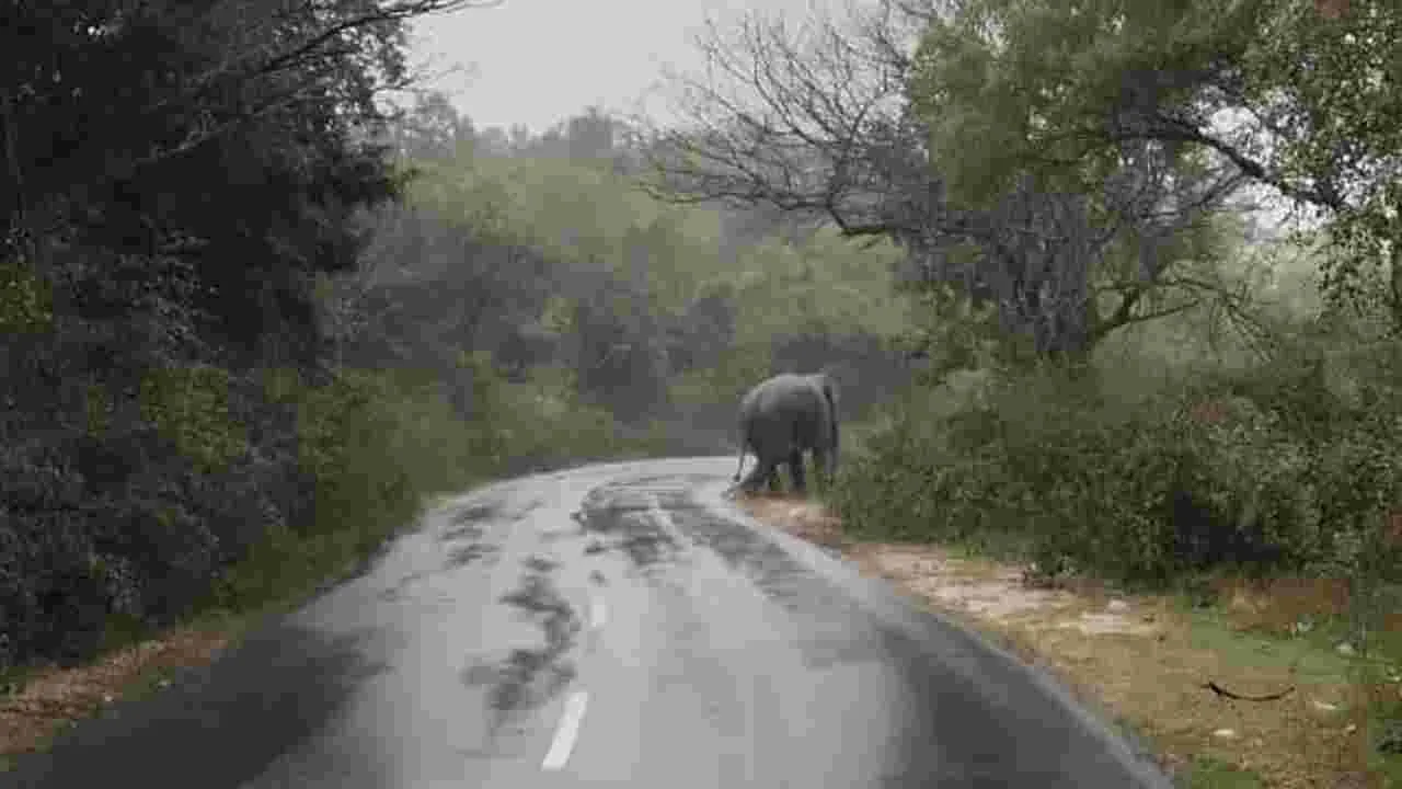 Elephant: రహదారిపై ఒంటరి ఏనుగు హల్‌చల్‌