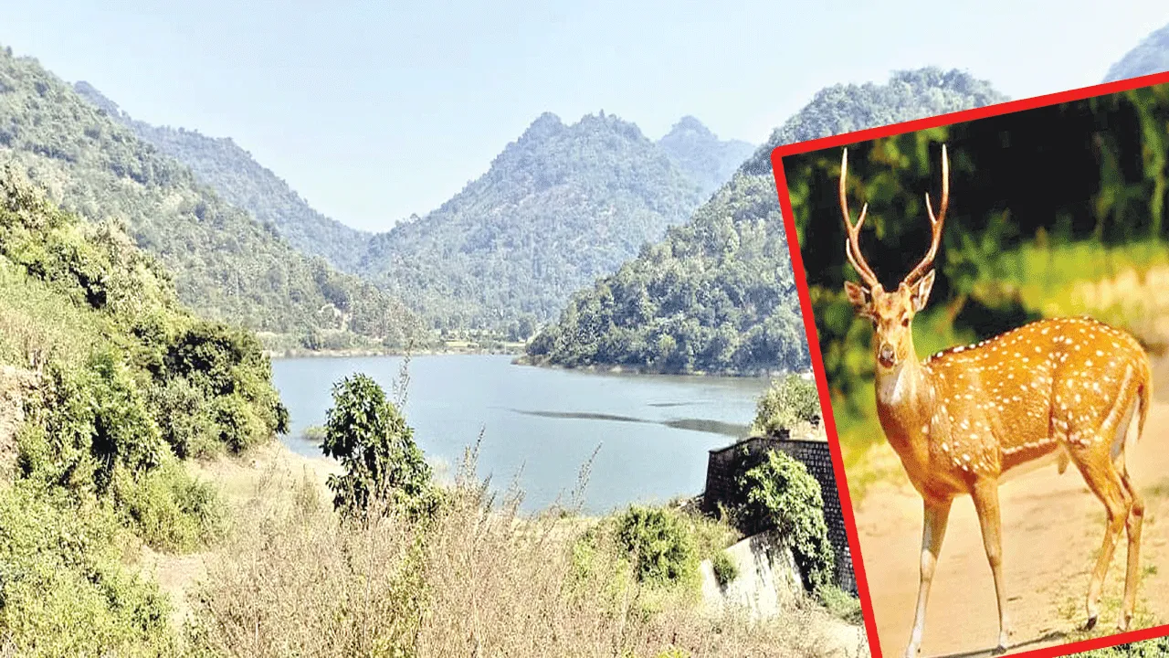 Forest: వన్యప్రాణుల వేట