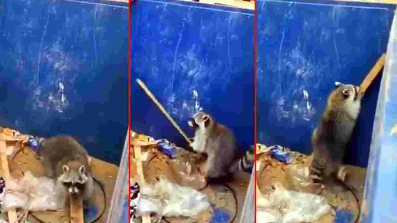 Raccoon: మనుషుల్ని మించిపోయిందిగా.. ఈ రాకూన్ కుక్క తెలివి చూస్తే.. కళ్లు తేలేస్తారు..