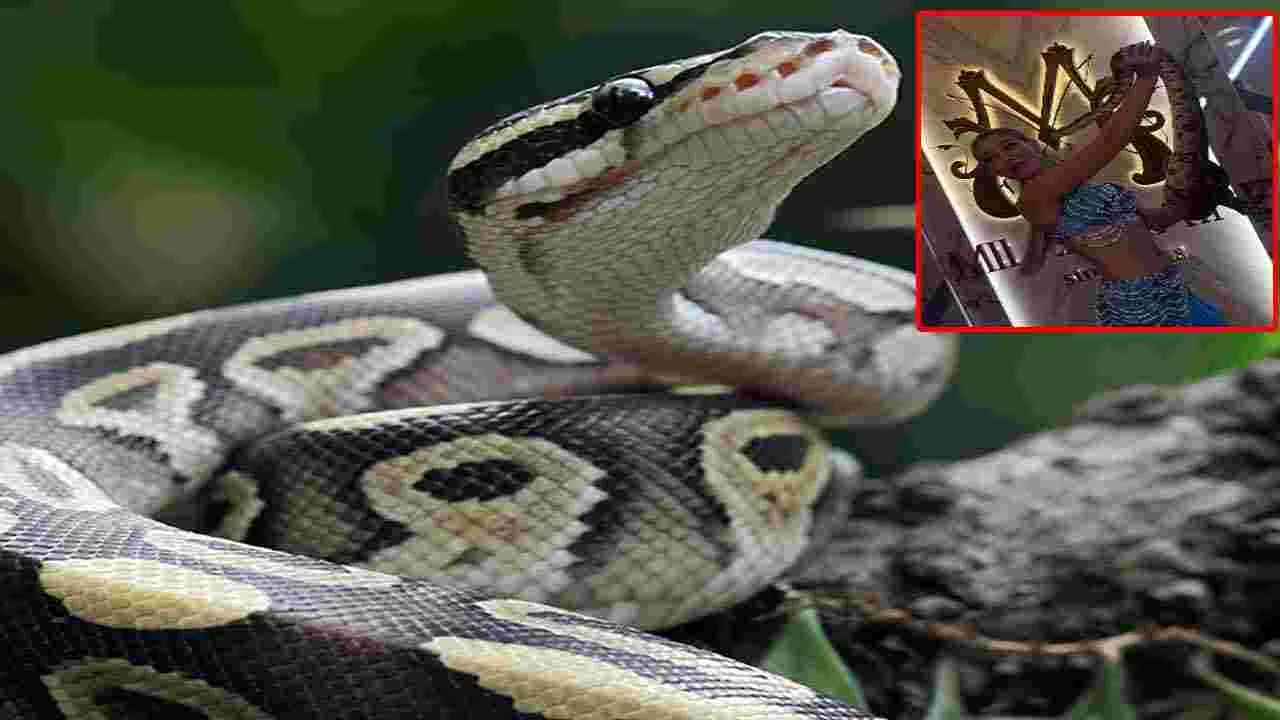 Python Attack: కొండచిలువను ముద్దు పెట్టుకుంటూ సెల్ఫీ.. చివరకు ఈ యువతికి ఏమైందో చూస్తే.. షాకవ్వాల్సిందే..