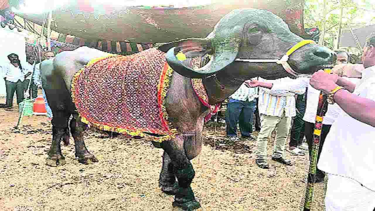 Hyderabad: ధూలియా గేదె @ 4.50 లక్షలు