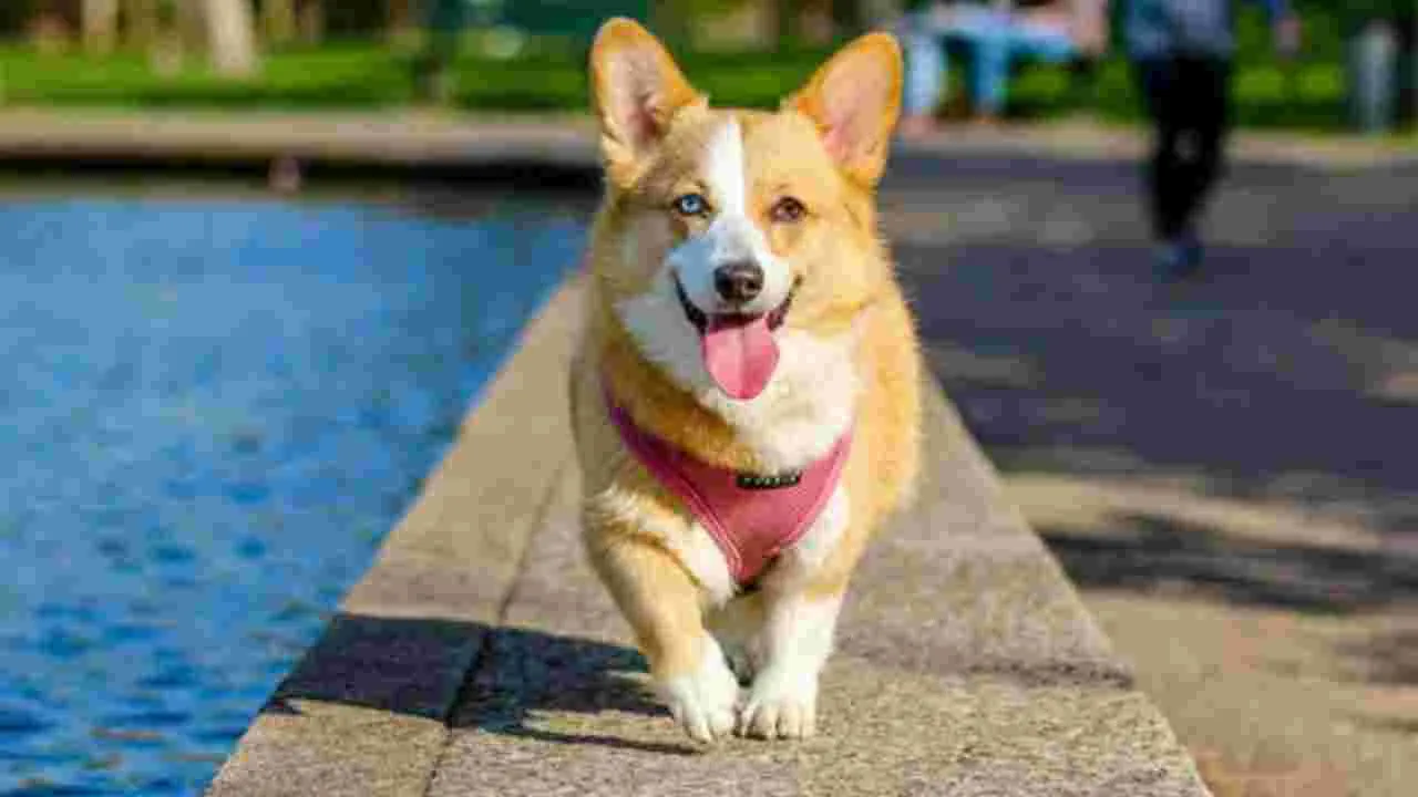 China Corgi Police Dog: పోలీసు జాగిలానికి బోనస్‌‌ కట్! ఎందుకింత కఠిన శిక్ష అంటే..