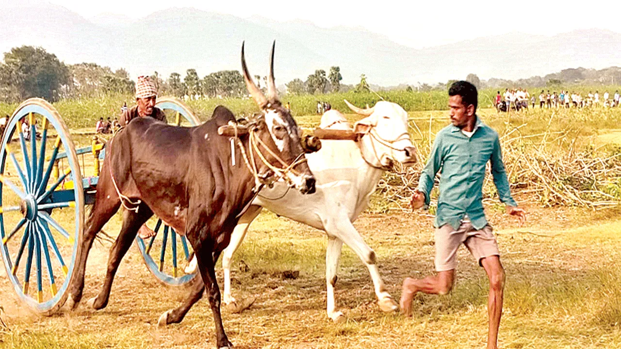 వల్లంపూడిలో ఎడ్ల బండ్ల పోటీలు