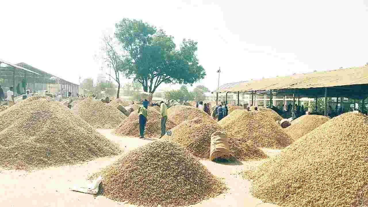 పరేషాన్లో పల్లి రైతులు
