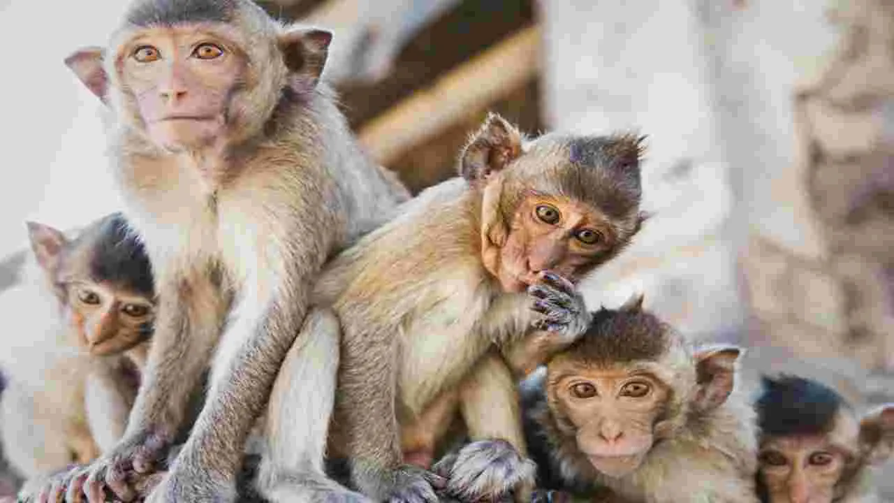 Viral Monkey Video: కోతులతోనే చిలిపి పని.. వీడియో చూస్తే నవ్వాపుకోవడం కష్టం..