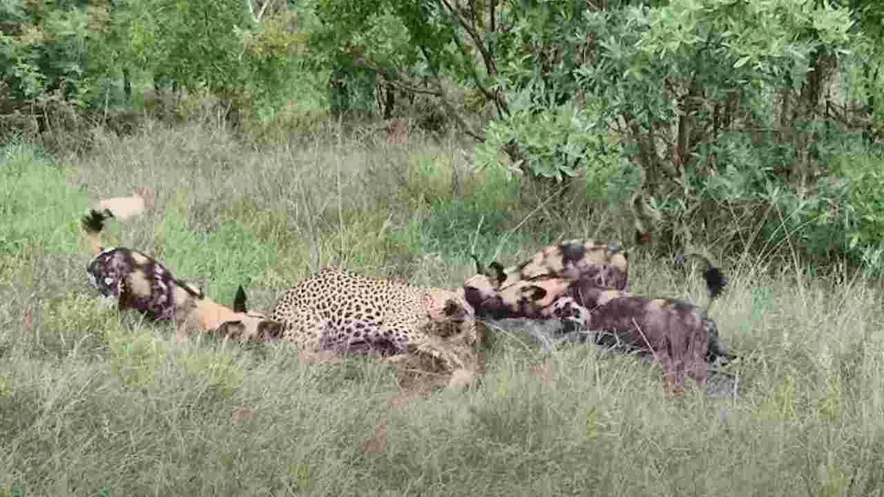 Leopard Hunt Wild Dog: చిరుత పంజాదెబ్బకు అడవికు కుక్క ఖతం! ఒళ్లు గగుర్పొడిచే వీడియో!
