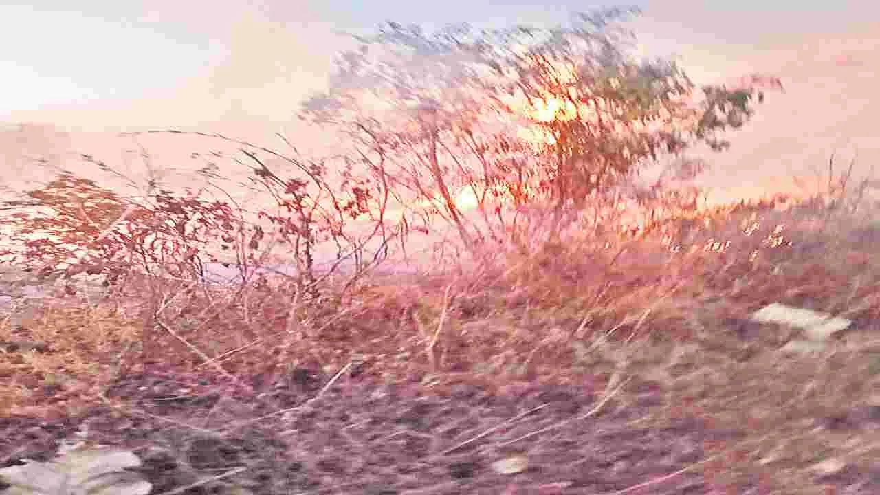 రోడ్డుకిరువైపులా మొక్కలు దగ్ధం