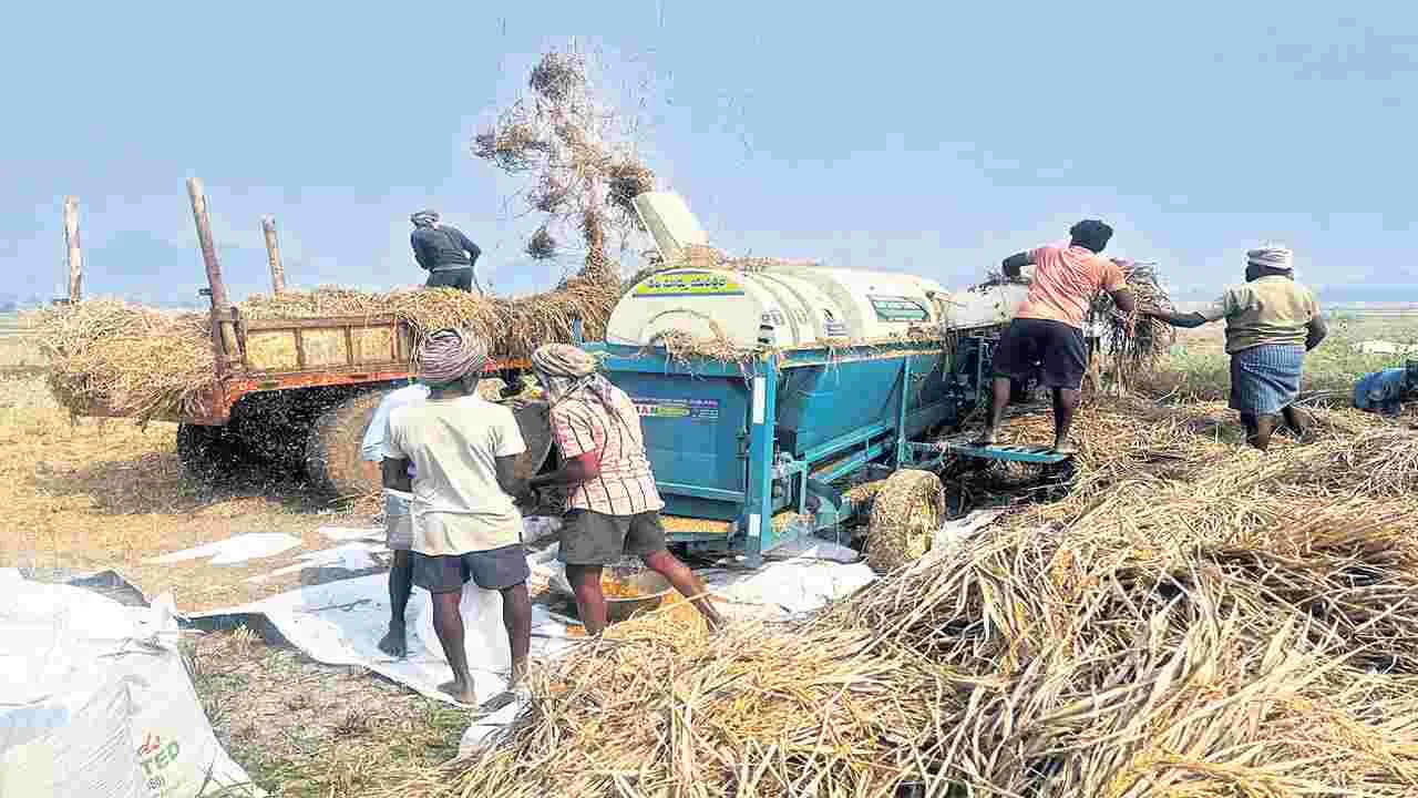 Threshing Of Rice యంత్రాలతో వరి నూర్పులు | Rice threshing with machinery