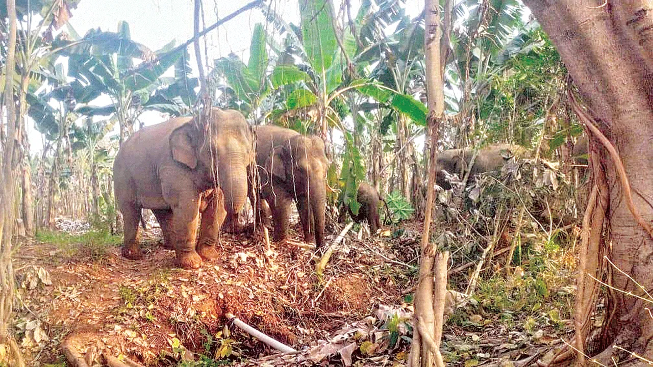 elephants: వదలని ఏనుగులు