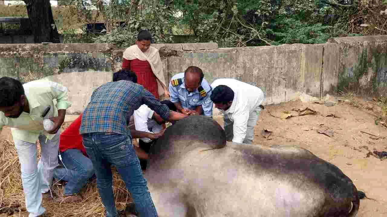 Khammam: అనారోగ్యంతో 10 కి.మీ నడిచి ఆసుపత్రికి వచ్చిన ఆంబోతు!