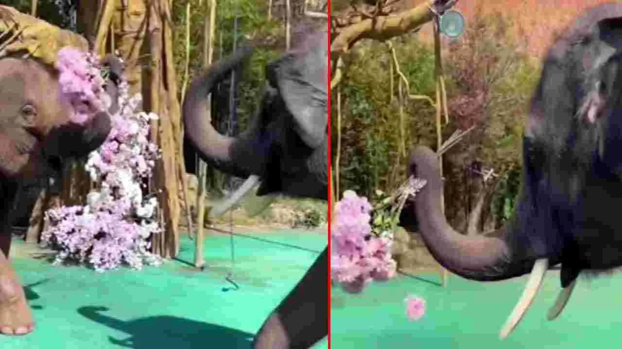 Elephant Viral Video: ఏనుగు లవ్ ప్రపోజ్ ఎప్పుడైనా చూశారా.. పూలు పట్టుకుని ఏం చేసిందో చూడండి..