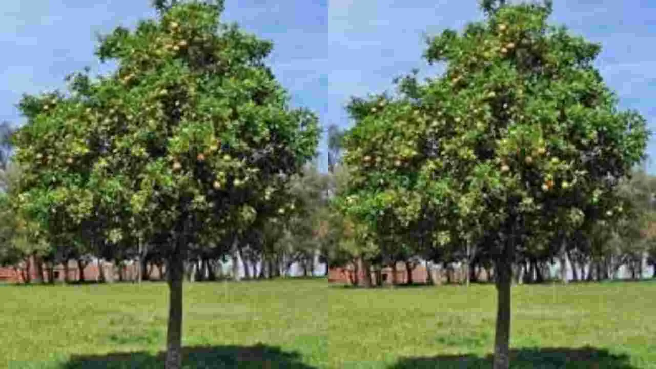 Astrology Tips: ఇంట్లో ఈ మొక్కను ఎట్టిపరిస్థితిలోనూ నాటకండి.. 