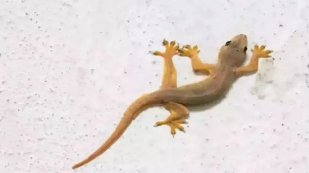 Lizard Bite Symptoms: బల్లి కరిచిన వెంటనే ఏం చేయాలి? దీని వల్ల వ్యక్తి చనిపోతాడా?