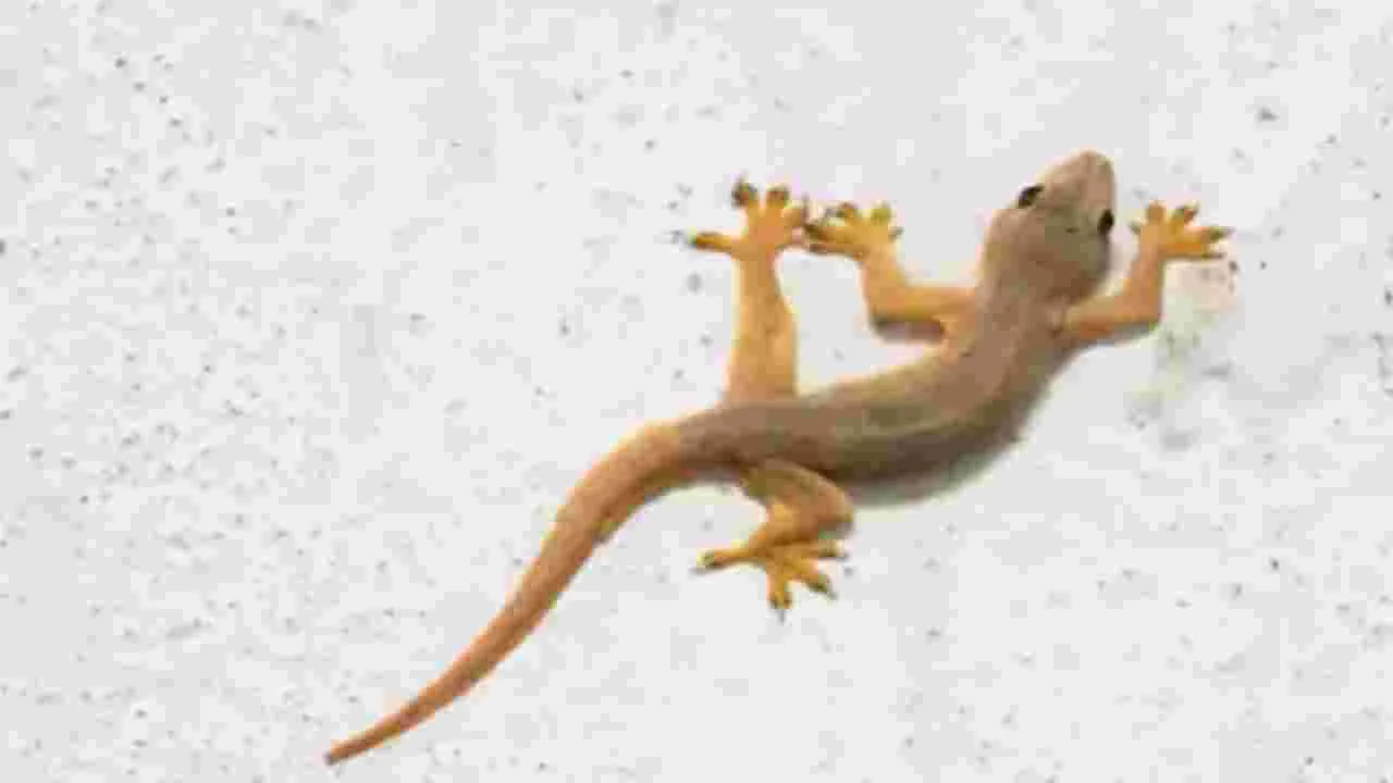 Get Rid of Lizards: మీ ఇంటి నుండి బల్లులను వదిలించుకోవడానికి ఈ హోం రెమెడీస్ ప్రయత్నించండి