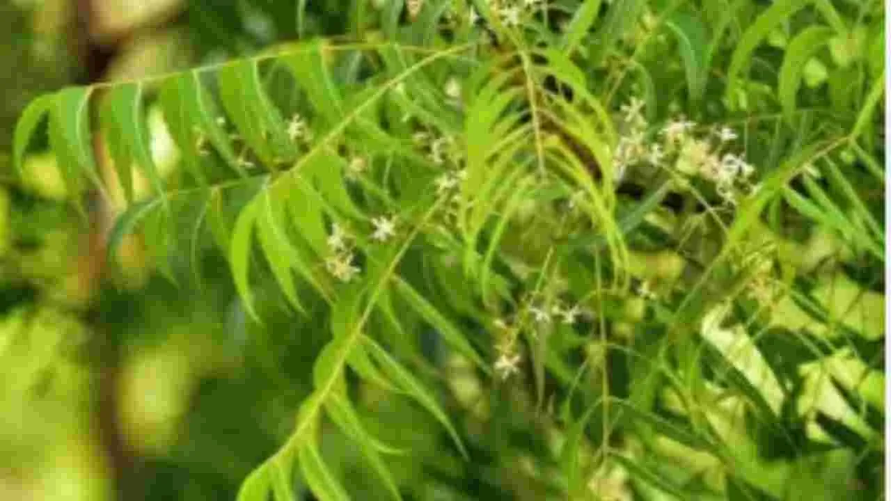 Neem Leaves Benefits: వేప ఆకులను ఖాళీ కడుపుతో తింటే.. ఈ సమస్యలు దూరం..