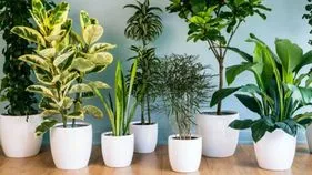 Prathyekam: ఏ చెట్టు మనకు ఎక్కువ ఆక్సిజన్ ఇస్తుందో తెలుసా.. 