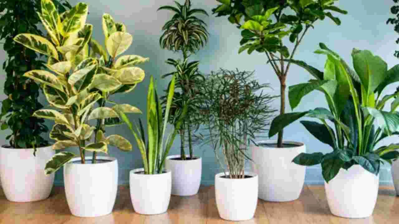 Prathyekam: ఏ చెట్టు మనకు ఎక్కువ ఆక్సిజన్ ఇస్తుందో తెలుసా.. 