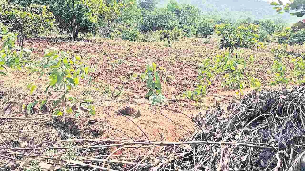 ఫ్రీ హోల్డ్‌లో అవకతవకలు