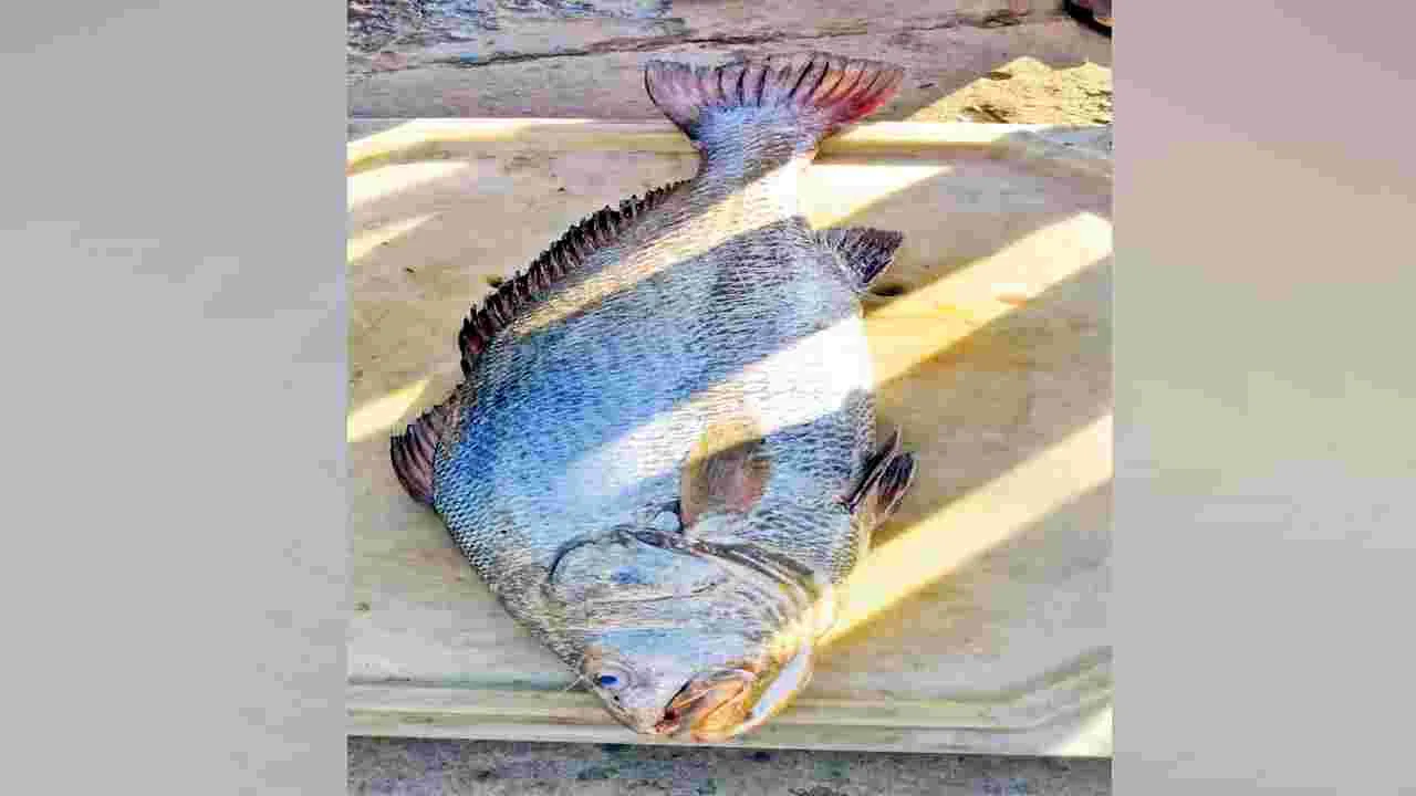 Anakapalli : కచిడి 14 కిలోలు.. రూ.28 వేలు