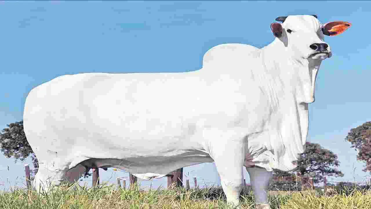 Expensive Cow : అధరగొట్టిన ఒంగోలు జాతి ఆవు