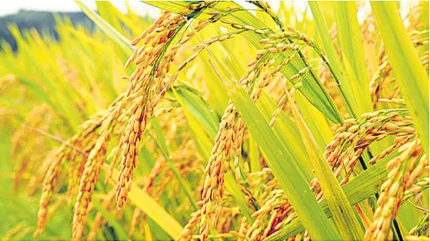  Kharif Crop: ఖరీఫ్‌.. రైతుల ధాన్యం కొనుగోళ్లు సాఫీగా ప్రారంభం