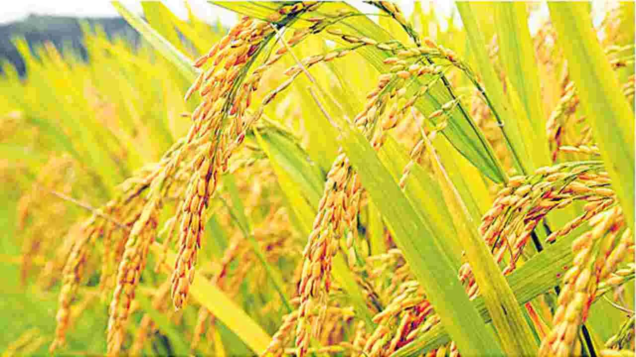  Kharif Crop: ఖరీఫ్‌.. రైతుల ధాన్యం కొనుగోళ్లు సాఫీగా ప్రారంభం