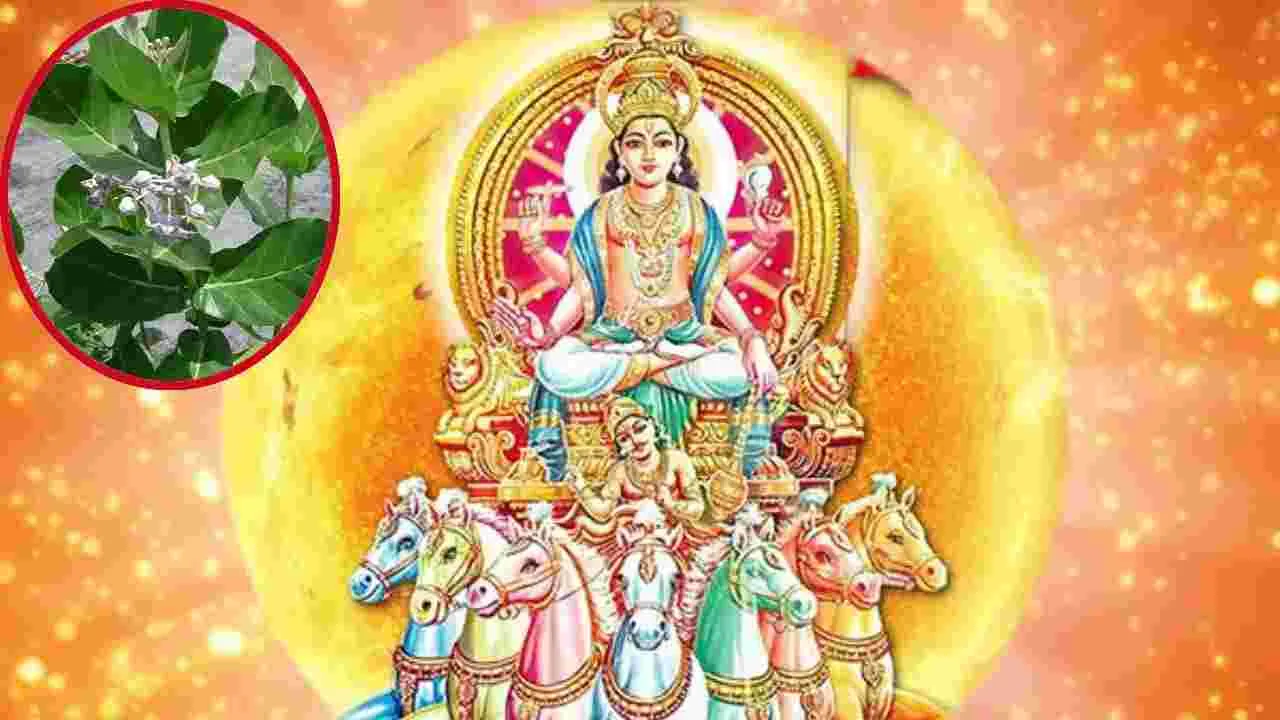 RathaSaptami : రథసప్తమి నాడు స్నానంలో జిల్లేడు ఆకులే ఎందుకు..