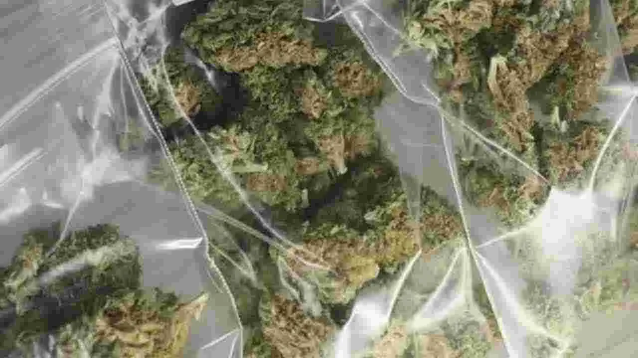 Software employee: గంజాయి స్మగ్లర్‌గా సాఫ్ట్‌వేర్‌ ఉద్యోగి