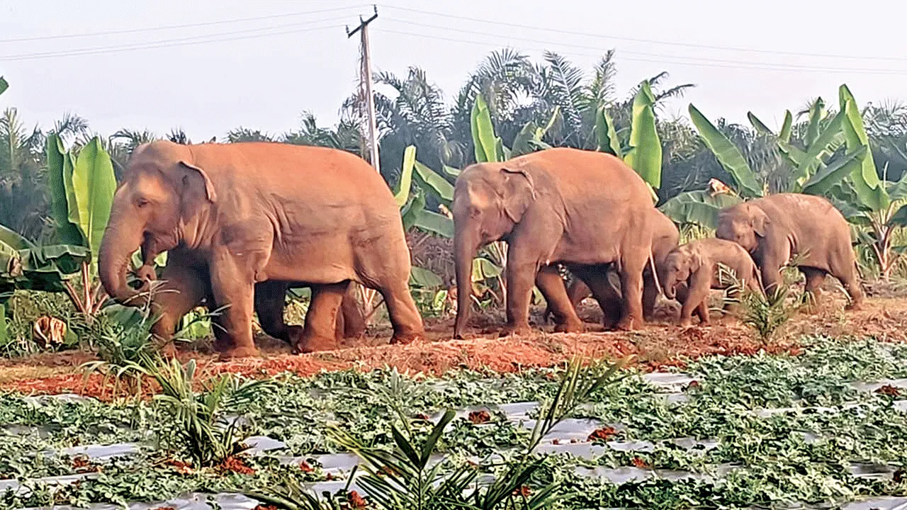 Gheem'kari'mpu! ఎన్నాళ్లీ ఘీం‘కరి’ంపు!