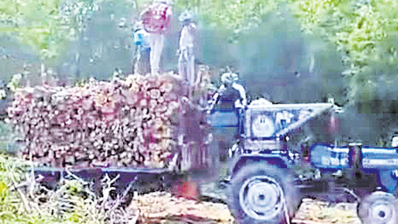 కలప దొంగలు