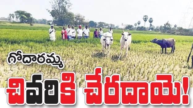 గోదారమ్మ చి‘వరి’కి చేరదాయే!