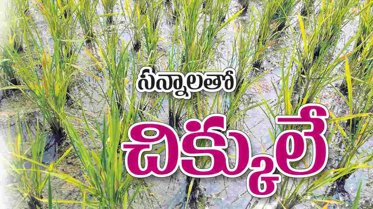 సన్నాలతో చిక్కులే