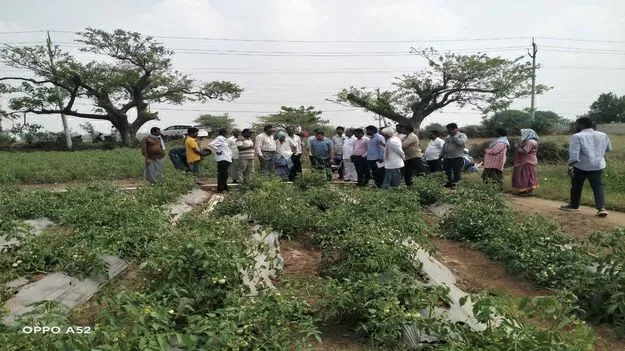 ఉద్యాన పంటలతో అధిక ఆదాయం