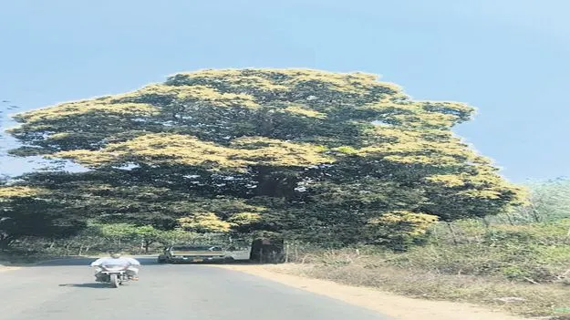 మామిడి పూత ఫుల్
