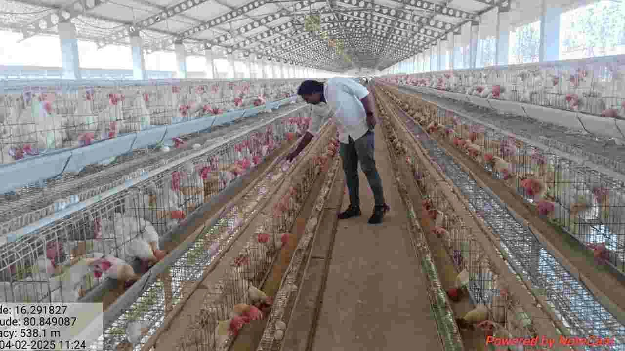 బర్డ్ఫ్లూ భయం