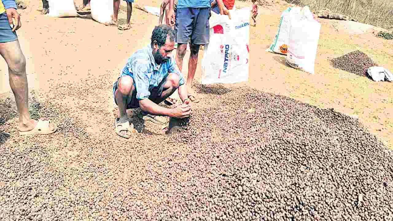 జాతీయ మార్కెట్లో మరోసారి పెరిగిన కాఫీ ధరలు