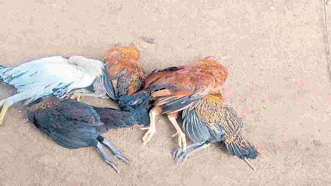 Nalgonda: పాలేరు ఏరులో చచ్చిన కోళ్లు