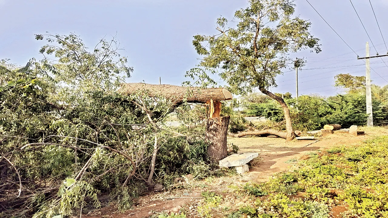 అడ్డంగా నరికేస్తున్నారు