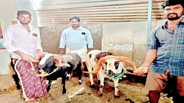 భారీ ధర పలికిన పొట్టేళ్లు