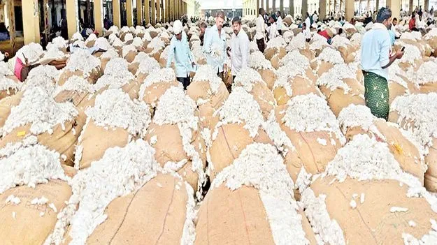 పెరిగిన పత్తి ధర